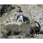 Programa Nº 32. Caza Mayor: 32. Viaje de caza a Kirgizia de 8 días con 5 días de caza para abate de 1 IBEX DE KIRGIZIA sin límite de puntos en 1 x 1. Travelcaza.com - El primer operador de servicios cinegéticos